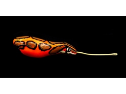 An Lure - Anaconda - ORANGE - Floating Frog Bait | Eastackle